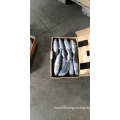 Frozen bonito tuna, pacific bonito fish, small tuna fish whoele round